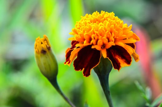 Macro of orange marigold flower in big close up.