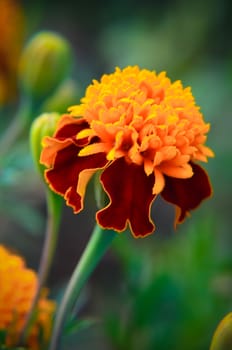 Macro of orange marigold flower in big close up.
