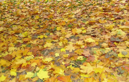 Landscape of colorful fall leaves on forest floor. Whole background