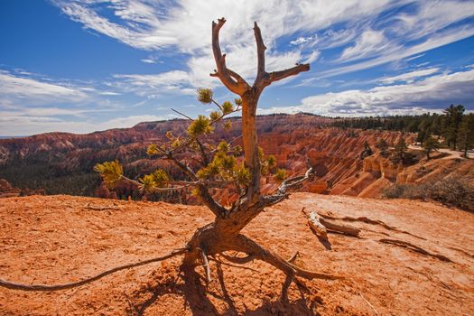 Bryce Bristlecone Pine