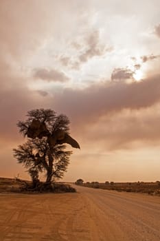 Lone Camel Thorn Tree (Acacia erioloba) photographed on the roadside in Kgalagadi Transfrontier Park, Southern Africa.
