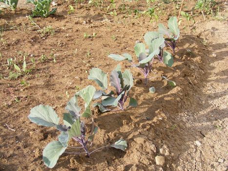 Organic and natural black cabbage seedlings