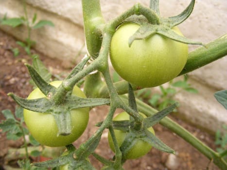 Pictures of small green tomatoes in the garden