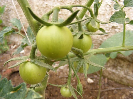 Pictures of small green tomatoes in the garden