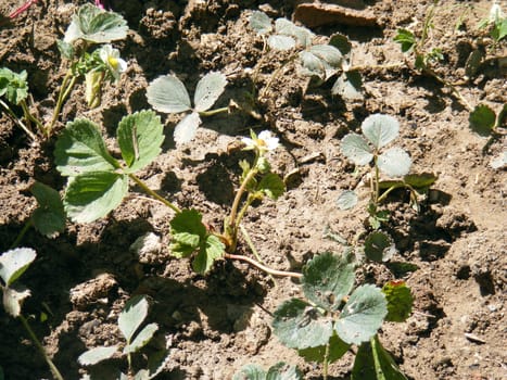 Organic and natural strawberry plant picture