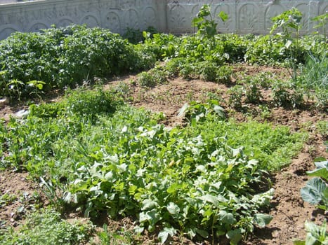 Organic and natural parsley garden