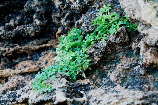 Close-up of green leaves growing among the rocks at the seaside