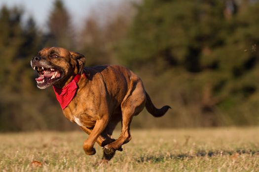 Happy Pet Dog Running With Bandana in field, park or open space