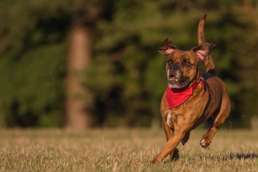 Happy Pet Dog Running With Bandana in field, park or open space