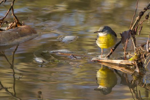 Grey Wagtail (Motacilla cinerea) with reflections in river