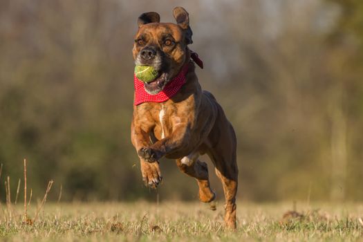 Happy Pet Dog Running With Ball in field, park or open space