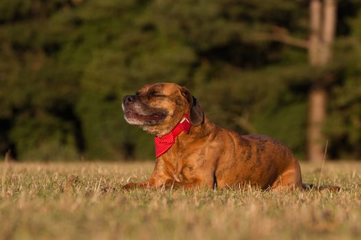 Happy Pet Dog Laying Down Smiling With Bandana in field