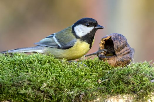 Great Tit (Parus major), a useful garden birds.