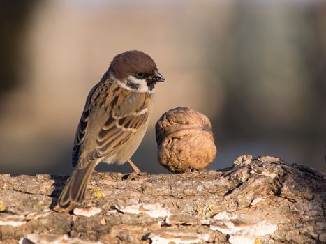 Sparrow (Passer domesticus)
 in the winter bird feeding.
