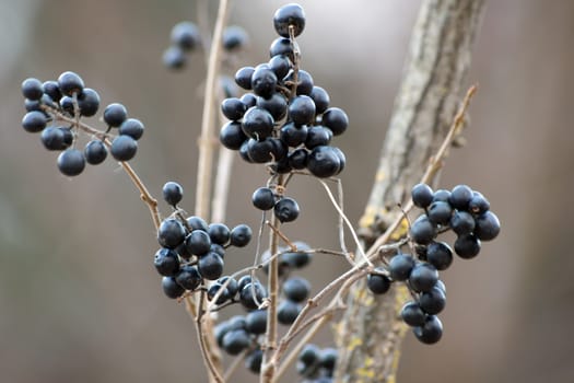 In the fall, black privet berries in the bushes.