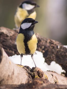 Great Tit (Parus major), a useful garden birds.