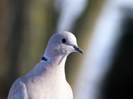 Collared Dove (Streptopelia decaocto)
 a useful garden birds.