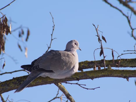 Collared Dove (Streptopelia decaocto)
 a useful garden birds.