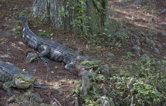 Two alligators (Alligator mississippiensis) resting near a bayou shore