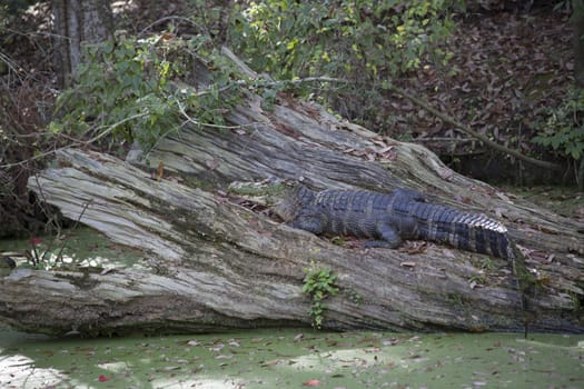 Alligator (Alligator mississippiensis) sunning on a large log