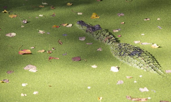 Alligator (Alligator mississippiensis) floating to the surface of marshy bayou water