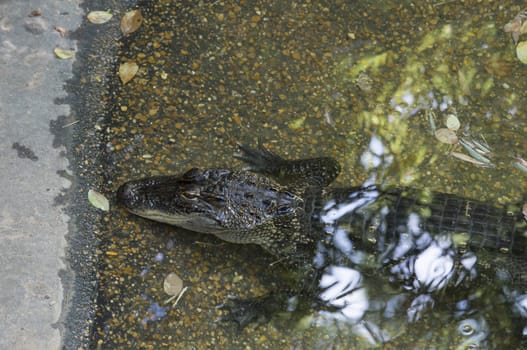Alligator (Alligator mississippiensis) resting in a shallow, man-made pond