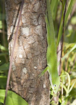 Green anole (Anolis carolinensis) scurrying down a small tree trunk