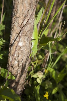 Green anole (Anolis carolinensis) scurrying down a small tree trunk