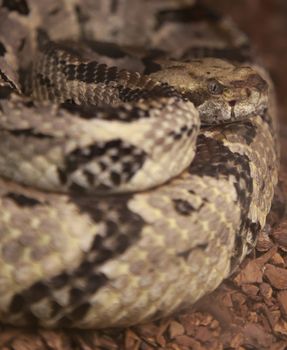 Close up of a canebrake rattlesnake (Crotalus horridus) in a coil