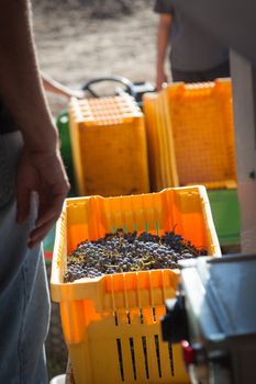 Vintner Standing Next To Crate of Freshly Picked Grapes Ready for Processing.