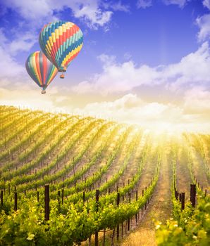 Hot Air Balloons Flying Above A Beautiful Green Grape Vineyard.