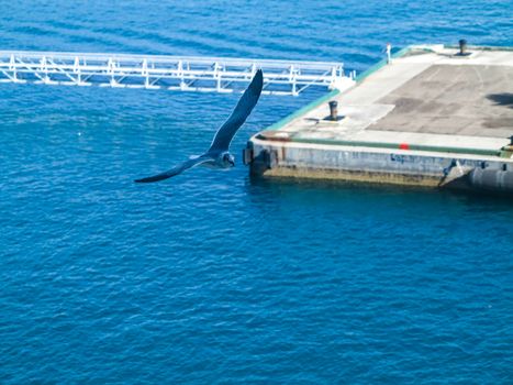 A seagull flying through the air near a port