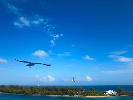 A seagull flying in the air in the bahamas