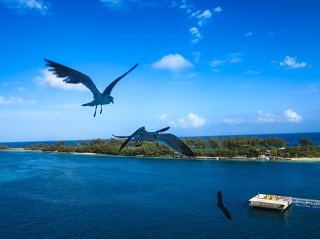 3 seagulls flying through the air in the bahamas