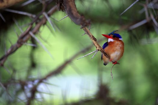 Portrait of female Common Kingfisher (Alcedo atthis) 