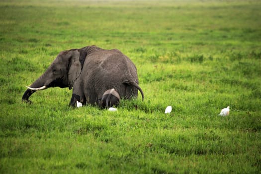 Elephants in Amboseli national park in Kenia