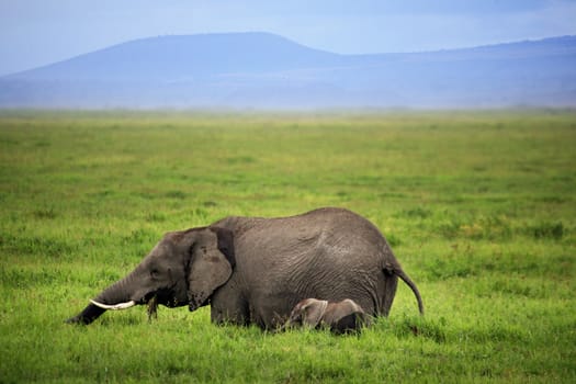 Elephants in Amboseli national park in Kenia