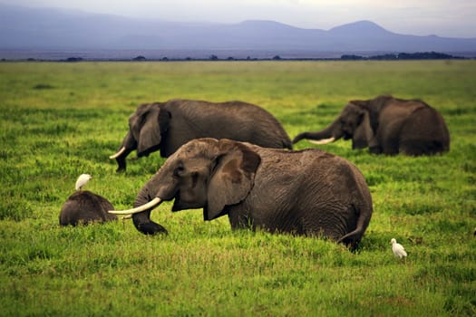 Elephants in Amboseli national park in Kenia