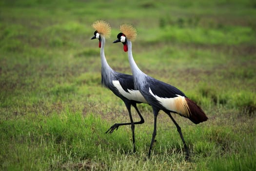 Two Grey Crowned Crane in Amboseli national park