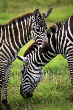 Zebras herd on savanna. Amboseli national park in Kenia