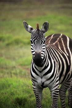 Zebra on savanna. Amboseli national park in Kenia
