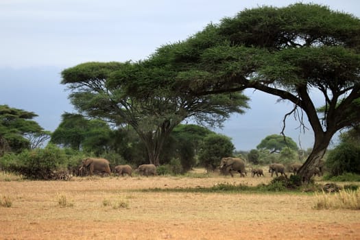 Elephants in Amboseli national park in Kenia