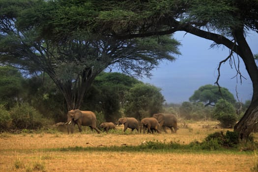 Elephants in Amboseli national park in Kenia
