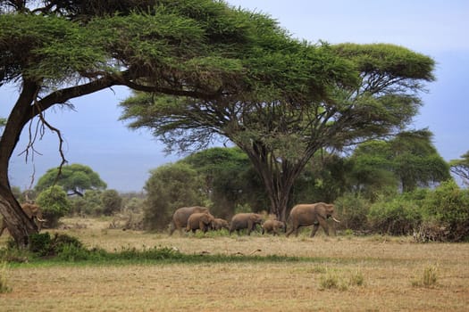 Elephants in Amboseli national park in Kenia