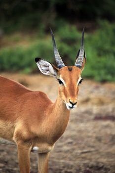 Antelope Impala (Aepyceros melampus). Tsavo East National Park