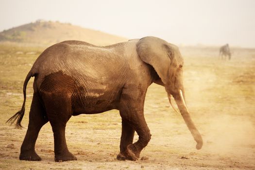 Elephant in Amboseli national park in Kenia