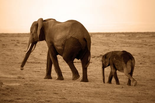 Elephants in Amboseli national park in Kenia