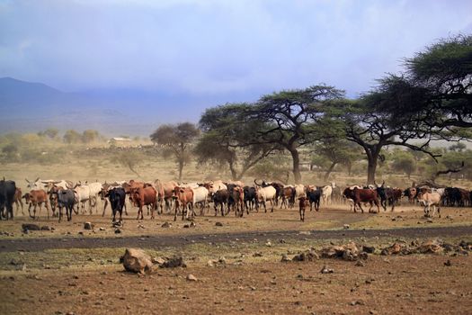 A large herd of cows in Kenya