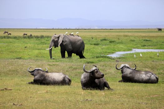 Elephant and Cape Buffalo. Amboseli national park in Kenia