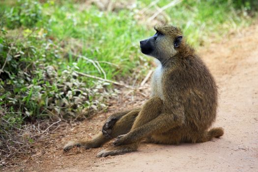 Baboon on road. Amboseli national park in Kenia